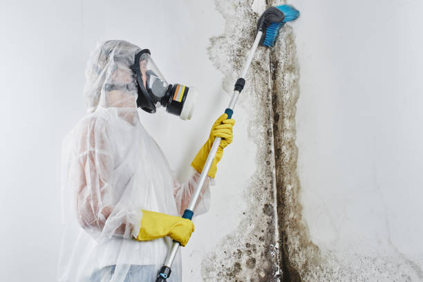 Professional Mold Removal in Kootenai, ID