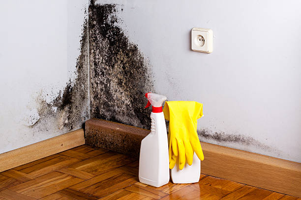 Best Mold Testing  in Kootenai, ID