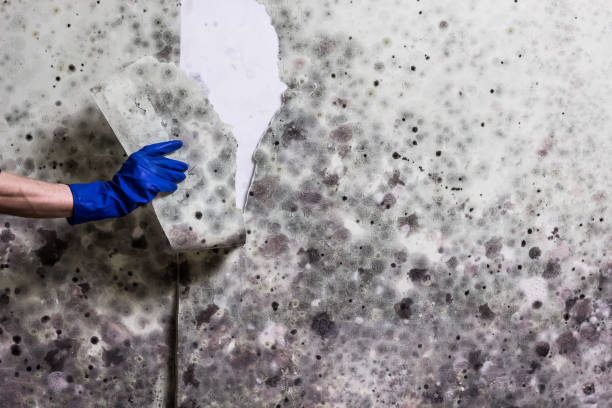 Best Attic Mold Removal  in Kootenai, ID
